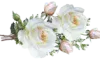 Roses_Redim (2)